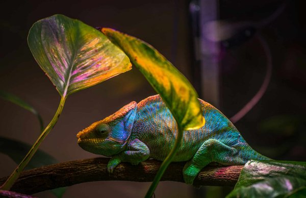 What Are the Behavioral Signs of Stress in a Captive Chameleon?